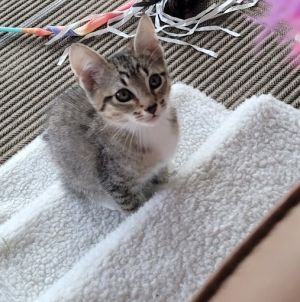 Looking for a little bundle of joy This sweet 3-month-old brown tabby kitten is curious cuddly an