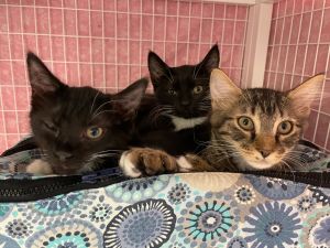 DW Domestic Medium Hair Cat