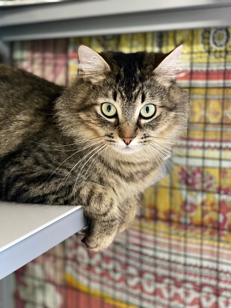 Velvet, an adoptable Domestic Medium Hair in Grants Pass, OR, 97526 | Photo Image 1