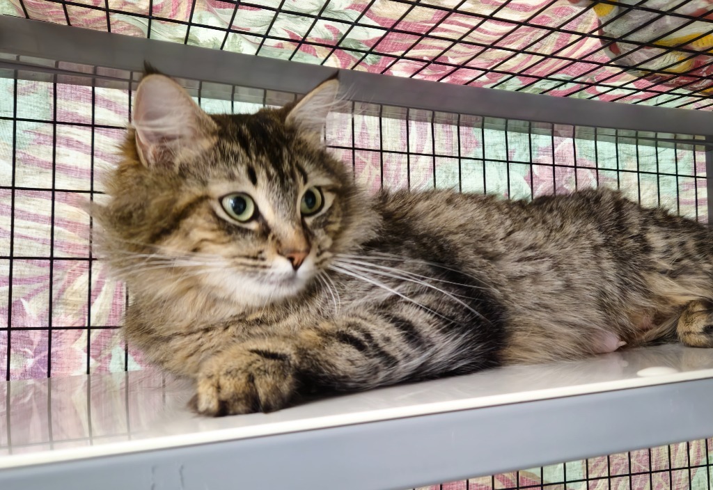 Velvet, an adoptable Domestic Medium Hair in Grants Pass, OR, 97526 | Photo Image 2