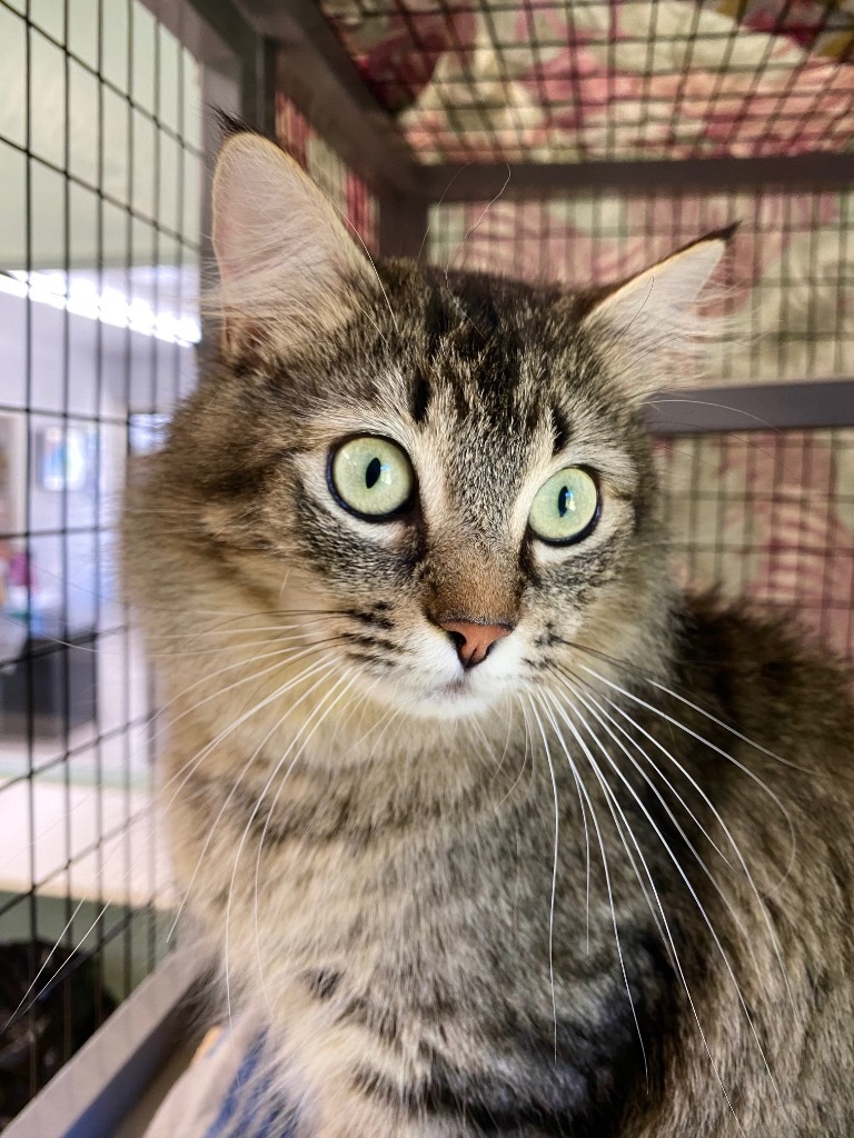 Velvet, an adoptable Domestic Medium Hair in Grants Pass, OR, 97526 | Photo Image 3