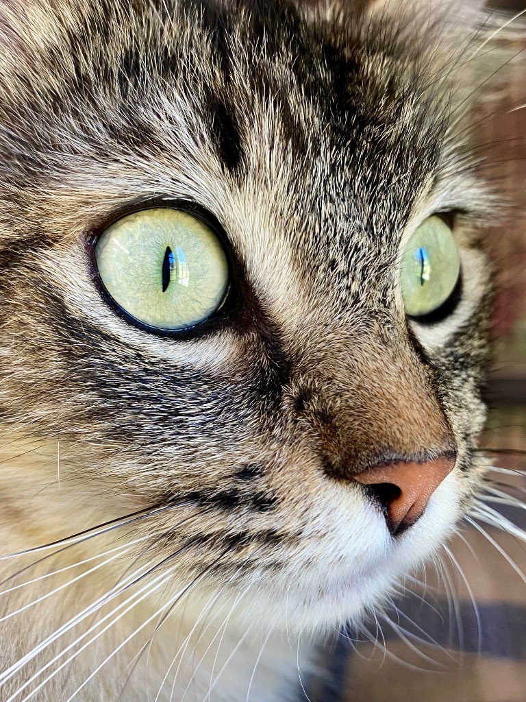 Velvet, an adoptable Domestic Medium Hair in Grants Pass, OR, 97526 | Photo Image 4