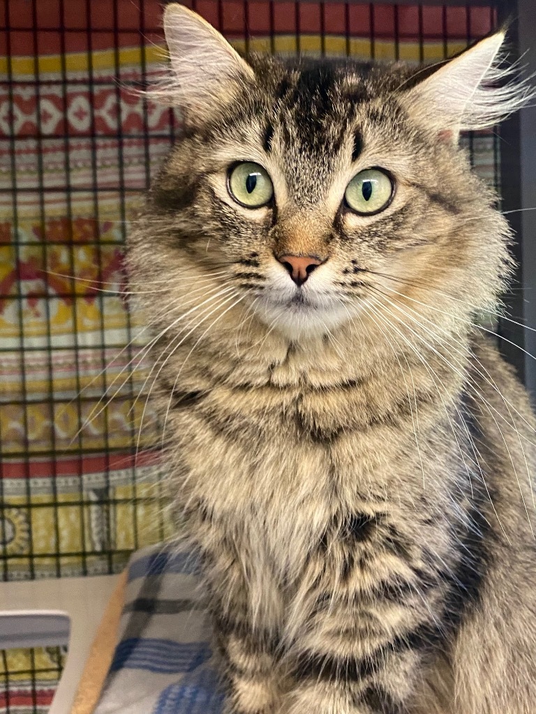 Velvet, an adoptable Domestic Medium Hair in Grants Pass, OR, 97526 | Photo Image 5