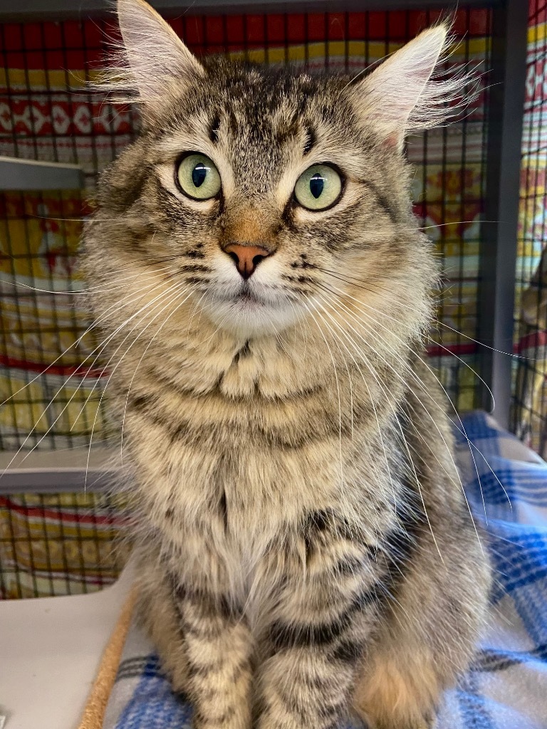 Velvet, an adoptable Domestic Medium Hair in Grants Pass, OR, 97526 | Photo Image 6