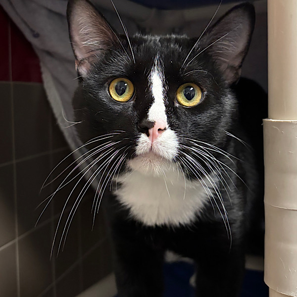 Sonic-- Bonded Buddy With Shadow