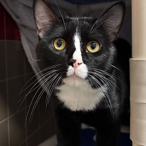 Sonic-- Bonded Buddy With Shadow, Adult Male Domestic Short Hair