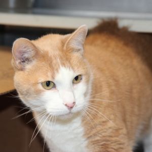 Winter, Senior Male unknown