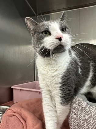 Skitters, an adoptable Domestic Short Hair in Rhinelander, WI, 54501 | Photo Image 1