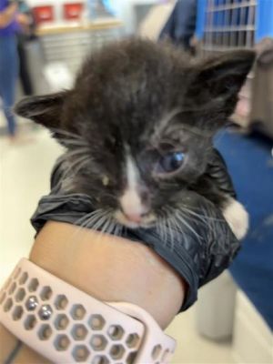 58729914, Baby Female Domestic Short Hair