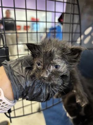 58729916, Baby Female Domestic Short Hair