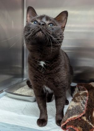 Meowser, Adult Female Domestic Short Hair