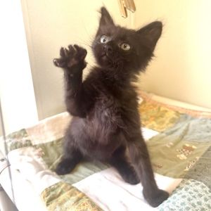 Deluge, Baby Male Domestic Short Hair