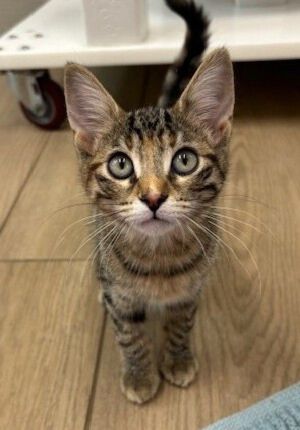 Primary Color Tortitabby Weight 31lbs Age 0yrs 3mths 0wks Animal has been Spayed