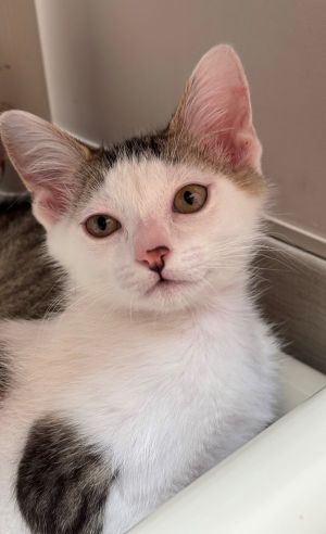 Hey there Im Ruffle Im a 4-month-old domestic shorthair with soft white fur a