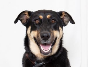 Primary Color Black Secondary Color Brown Weight 755lbs Age 1yrs 6mths 2wks Animal has been Spa