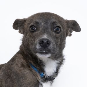 Hi Im Dune Im a 3-year-old male Chihuahua with a big heart and lots of love 