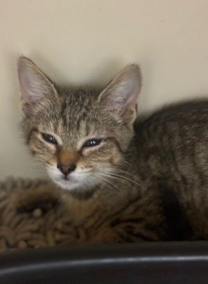 Primary Color Brown Tabby Weight 273lbs Age 0yrs 0mths 11wks Animal has been Spayed