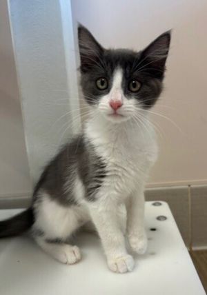 Primary Color Greywhite Weight 27lbs Age 0yrs 0mths 12wks Animal has been Spayed