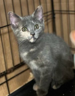 Roxanne, Baby Female Domestic Short Hair