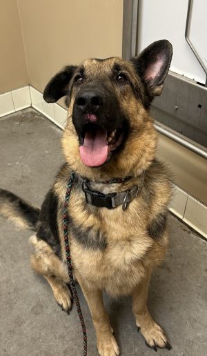 Primary Color Black Brown Weight 828lbs Age 6yrs 0mths 2wks Animal has been Neutered