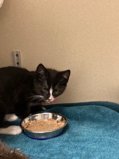 Blinkin is currently on a stray hold through June 19 which gives time for any possible owner to com