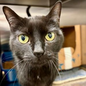 Baby Kitty, Senior Female Domestic Short Hair
