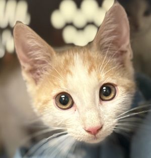 Prescott, Baby Male Domestic Short Hair