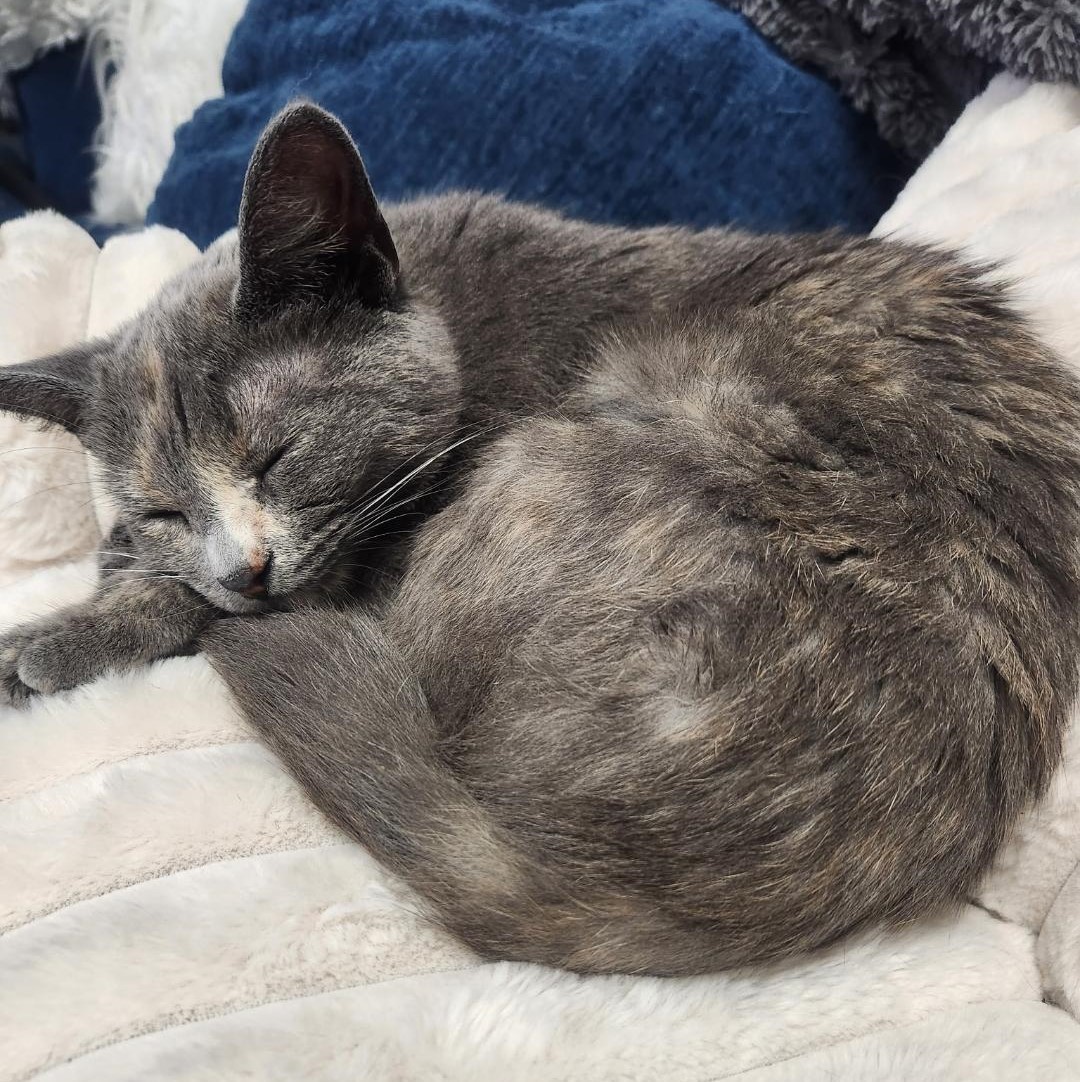 Princess Penelope