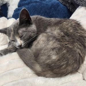 Princess Penelope, Young Female unknown