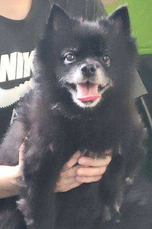 Primary Color Black Secondary Color White Weight 15lbs Age 8yrs 0mths 0wks