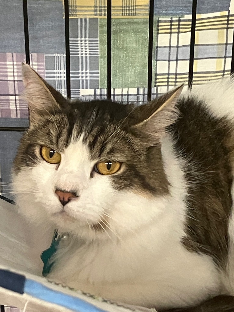 Milo ll
