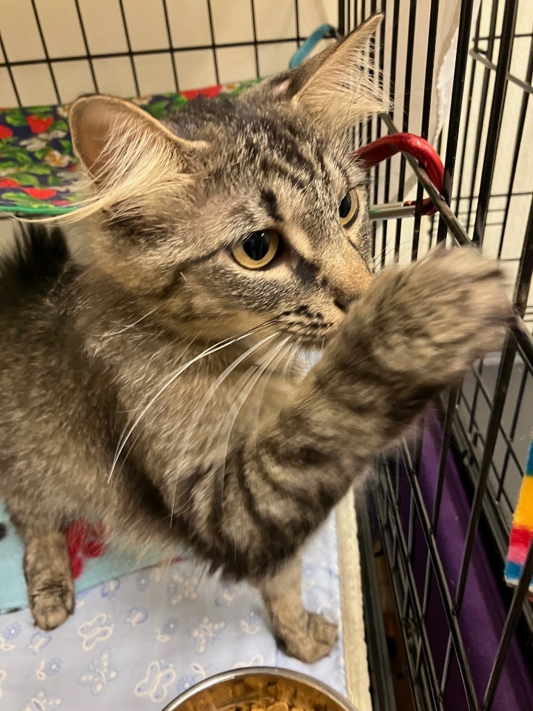 Ginger 2 mom, an adoptable Siberian in Lunenburg, MA, 01462 | Photo Image 1