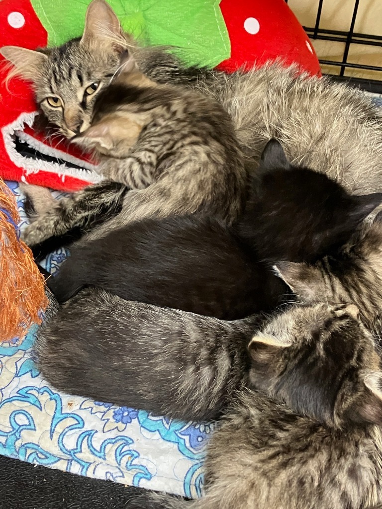 Ginger 2 mom
