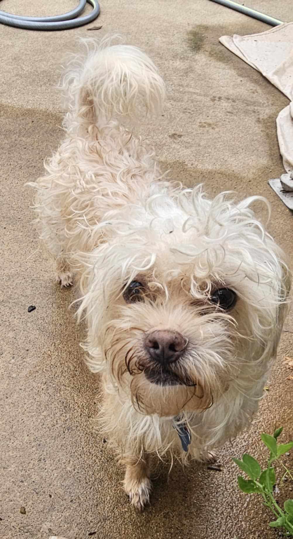 Bert