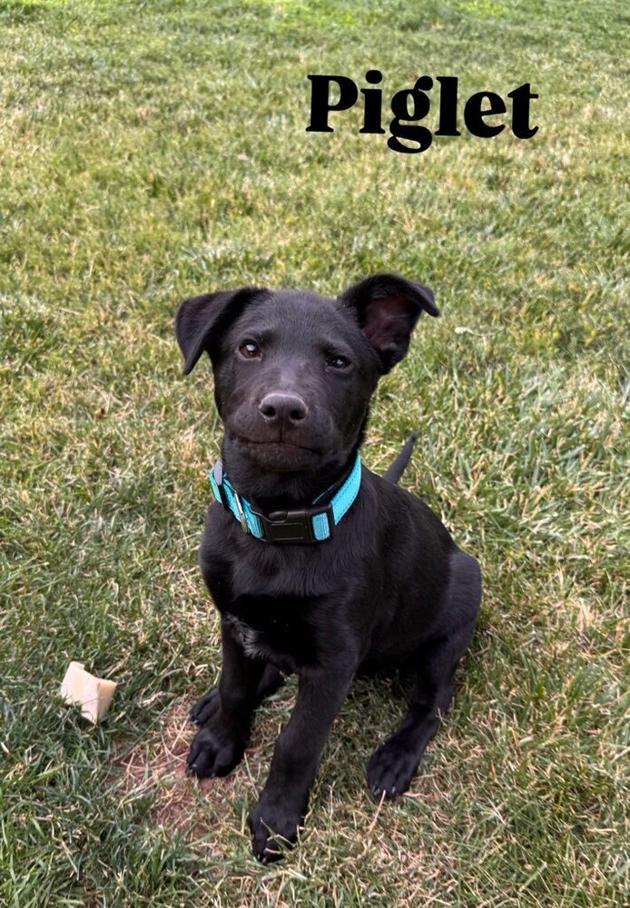 Spike aka Piglet, an adoptable Australian Cattle Dog / Blue Heeler in Cortez, CO, 81321 | Photo Image 1