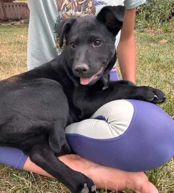 Spike aka Piglet, an adoptable Australian Cattle Dog / Blue Heeler in Cortez, CO, 81321 | Photo Image 2