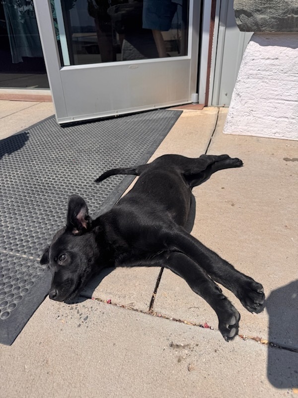 Spike aka Piglet, an adoptable Australian Cattle Dog / Blue Heeler in Cortez, CO, 81321 | Photo Image 3