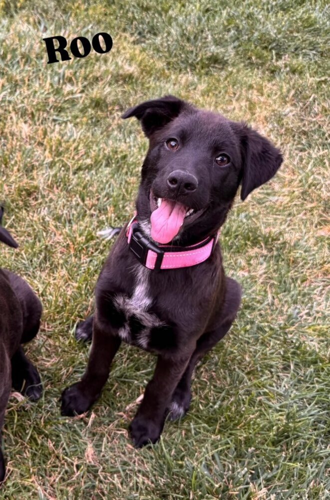 Patch aka Roo, an adoptable Australian Cattle Dog / Blue Heeler in Cortez, CO, 81321 | Photo Image 1