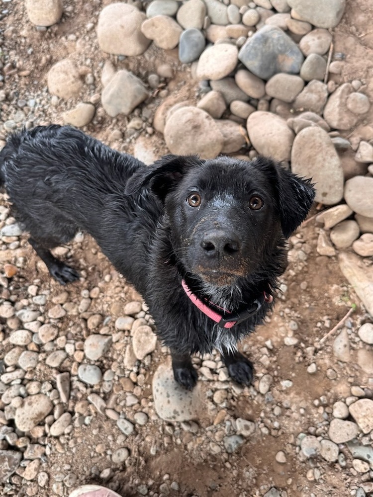 Patch aka Roo, an adoptable Australian Cattle Dog / Blue Heeler in Cortez, CO, 81321 | Photo Image 1