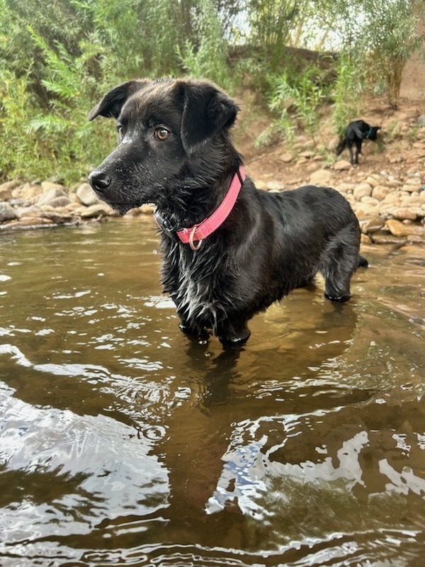 Patch aka Roo, an adoptable Australian Cattle Dog / Blue Heeler in Cortez, CO, 81321 | Photo Image 2