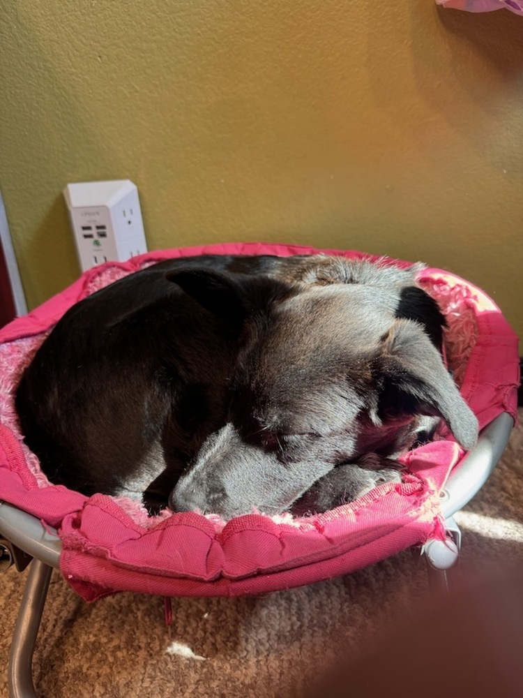 Patch aka Roo, an adoptable Australian Cattle Dog / Blue Heeler in Cortez, CO, 81321 | Photo Image 3