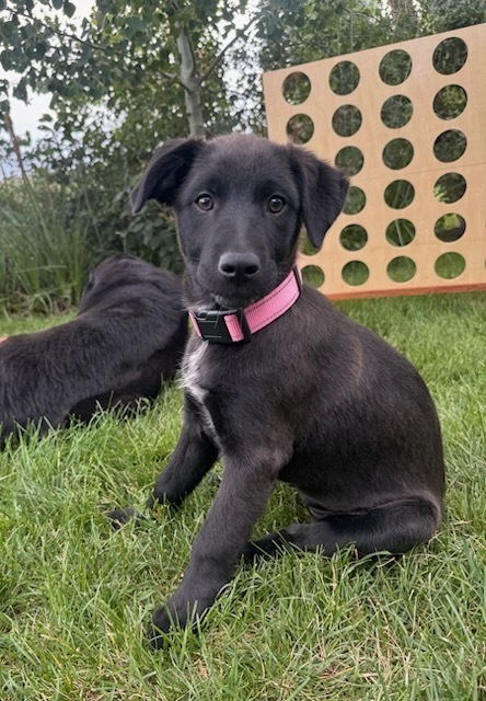 Patch aka Roo, an adoptable Australian Cattle Dog / Blue Heeler in Cortez, CO, 81321 | Photo Image 5