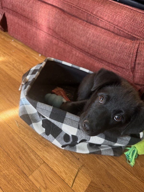 Patch aka Roo, an adoptable Australian Cattle Dog / Blue Heeler in Cortez, CO, 81321 | Photo Image 6