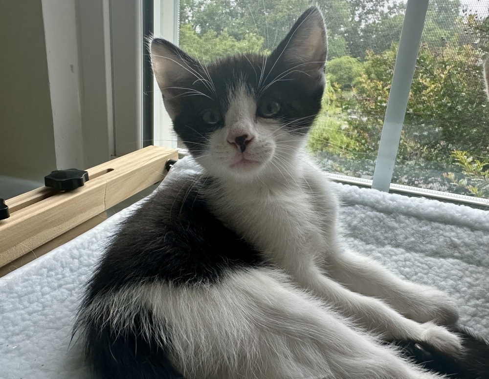 Sophia