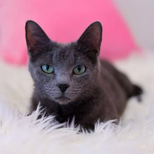 Truffle, Adult Female Domestic Short Hair