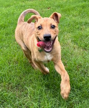 Finn Mixed Breed Dog