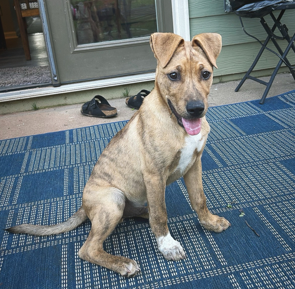 Finn