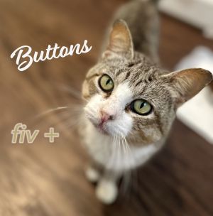 Buttons #bus-stop-buddy Tabby Cat