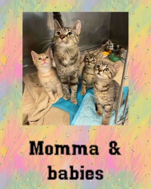 GAGA, Adult Female Domestic Short Hair