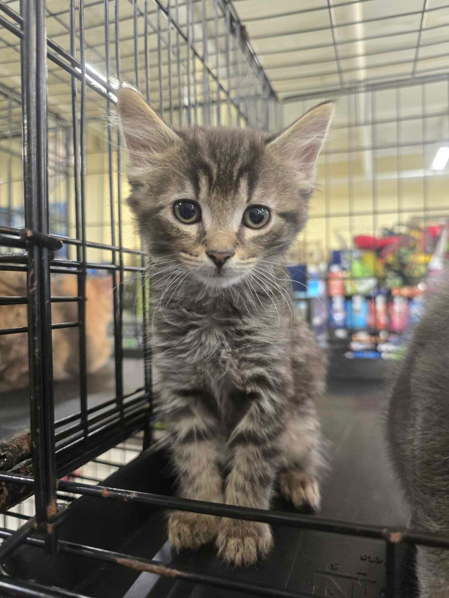 YODA